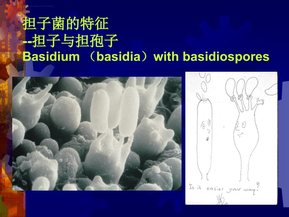 担子菌（植物病理学幻灯片）_第3页