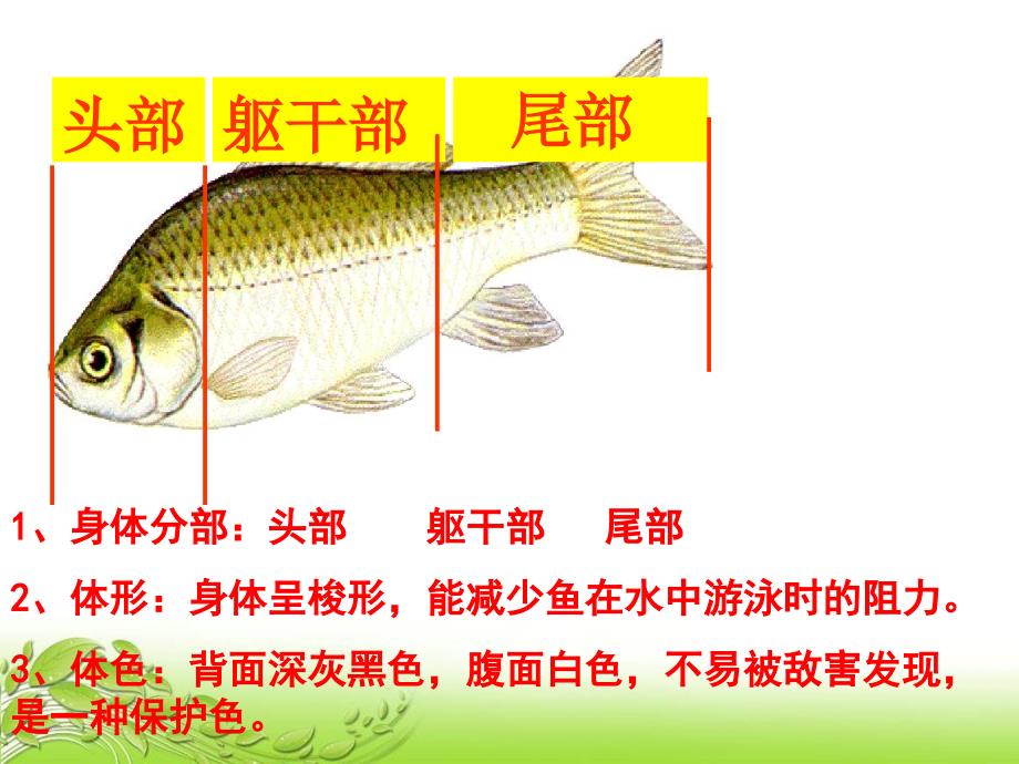 脊椎动物鱼类两栖类和爬行类课件_第4页