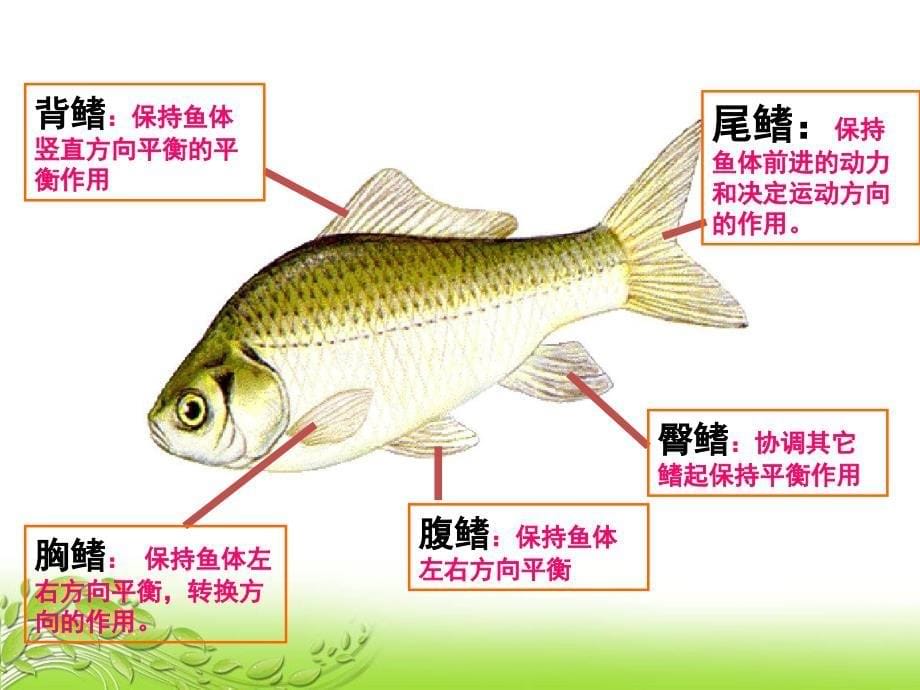 脊椎动物鱼类两栖类和爬行类课件_第5页