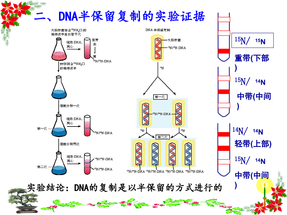 高中生物必修二3.3--dna分子的复制ppt幻灯片_第4页