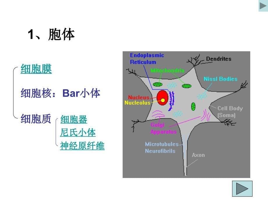 神经元和神经胶质细胞-神经生物学_第5页