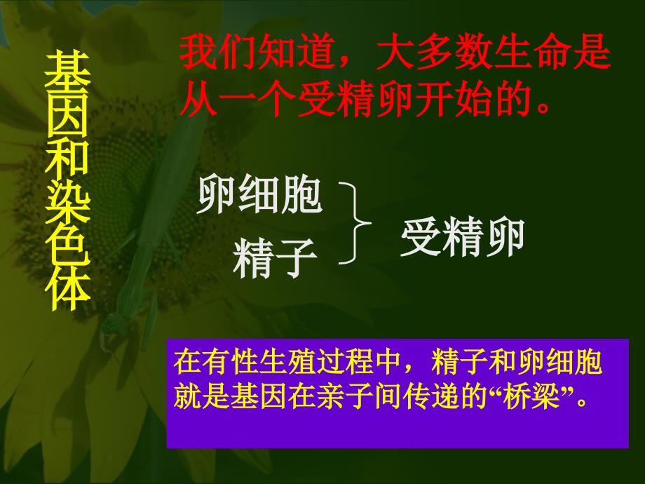 演示文稿1基因在亲子代间传递_第4页