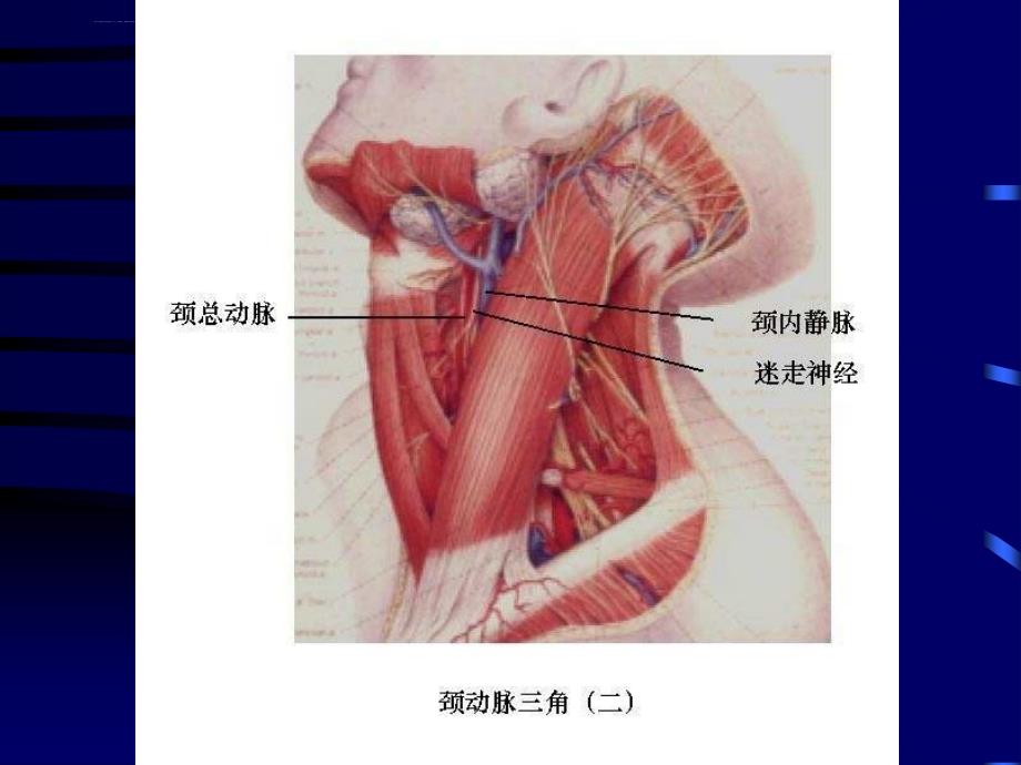 紧急救护法演示文稿修改版课件_第4页