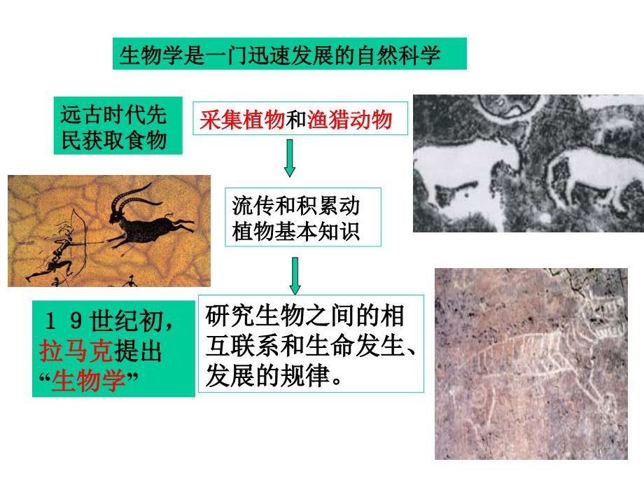 北师大版七年级生物上册-生物学是探索生命的科学_第3页