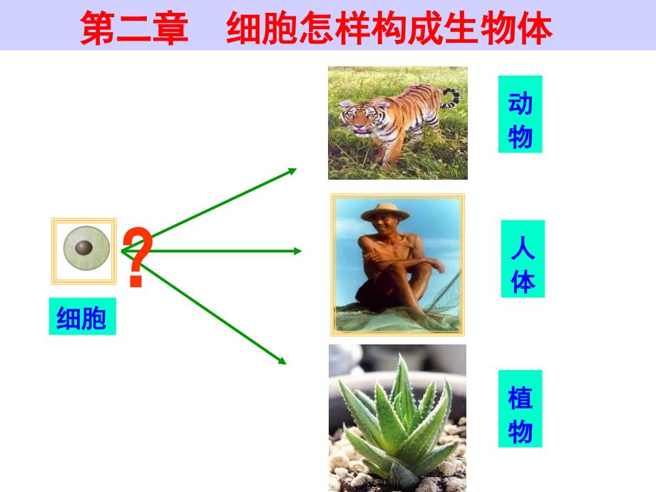 人教新课标版_七年级生物上册_动物体的结构层次__第2页