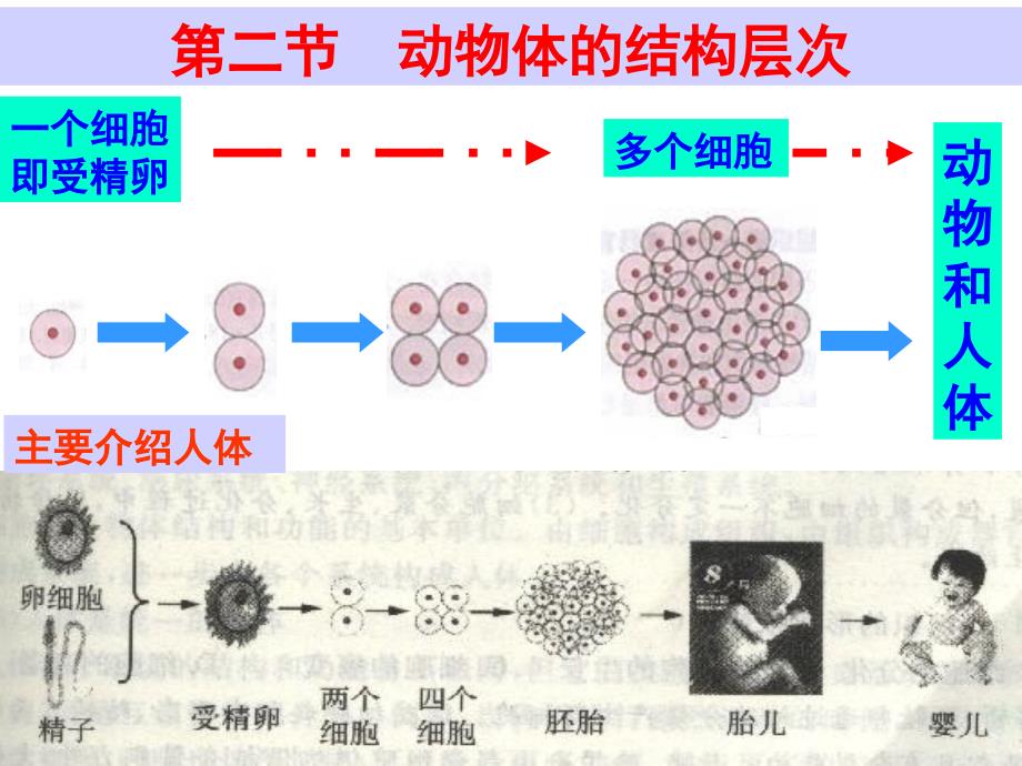 人教新课标版_七年级生物上册_动物体的结构层次__第3页