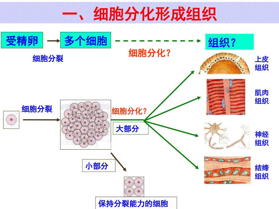 人教新课标版_七年级生物上册_动物体的结构层次__第4页