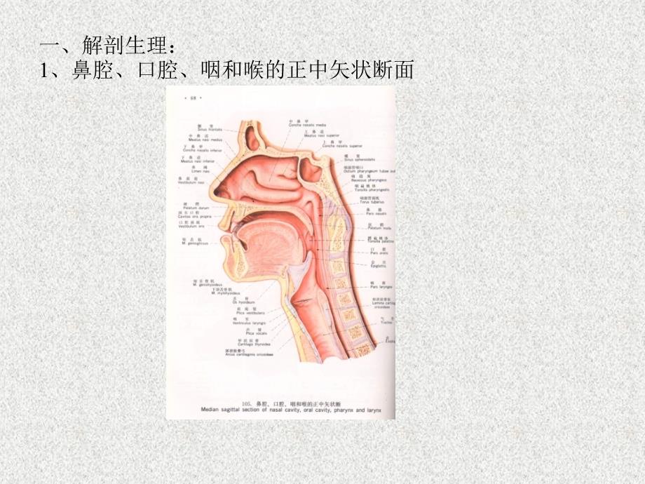 气管插管技术-杨代和课件_第3页