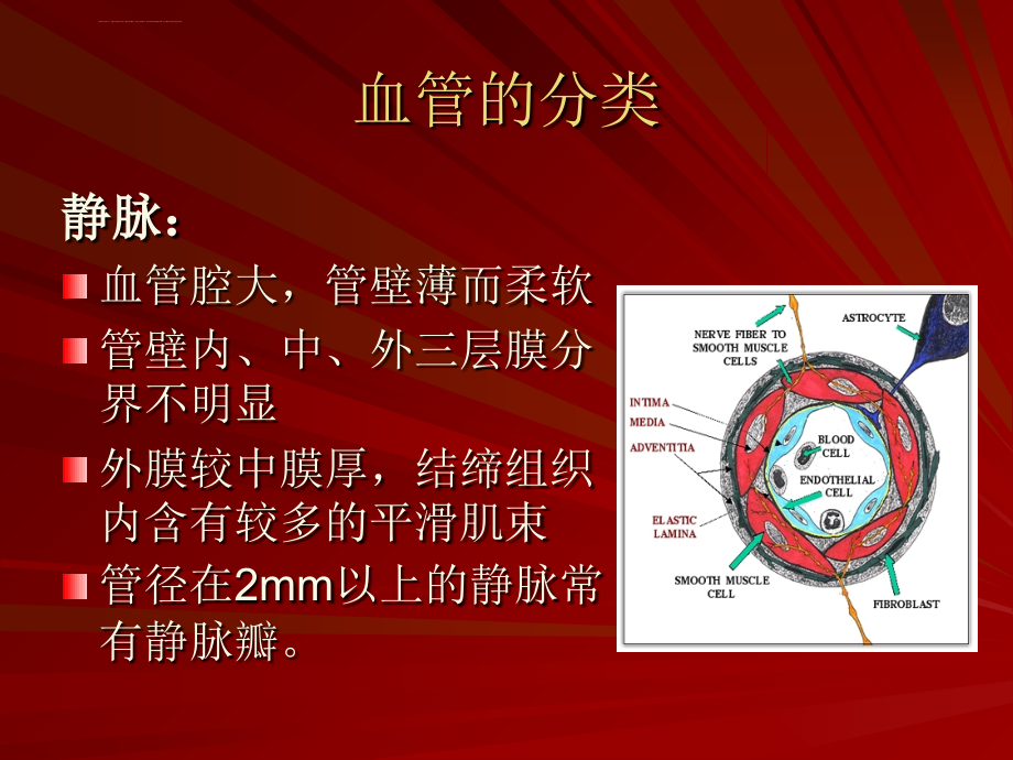 脑血管解剖(脑动脉系)课件_第3页