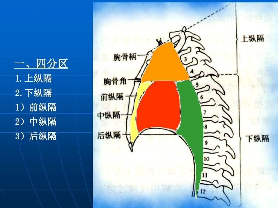 断层解剖学--胸部_第5页