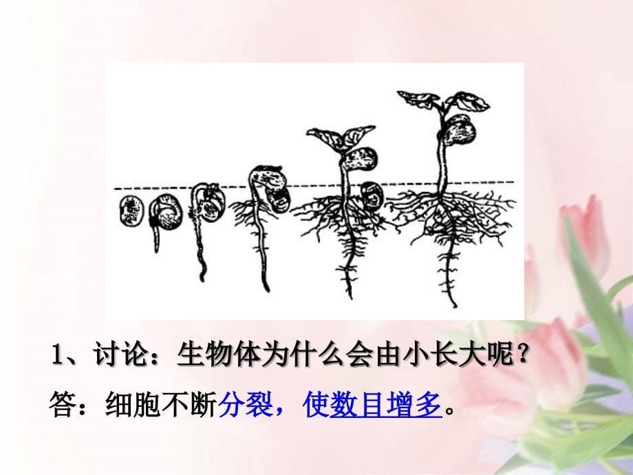 北师大版七年级生物上册-细胞通过分裂而增殖_第5页