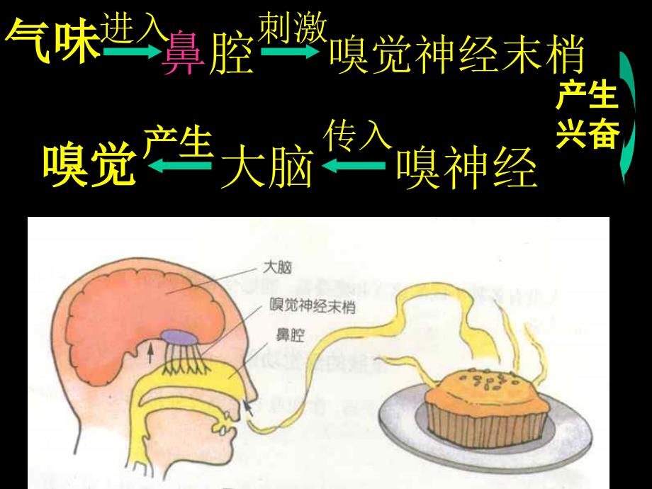 初中科学七年级《感觉与声音》复习课ppt多媒体课件_第4页