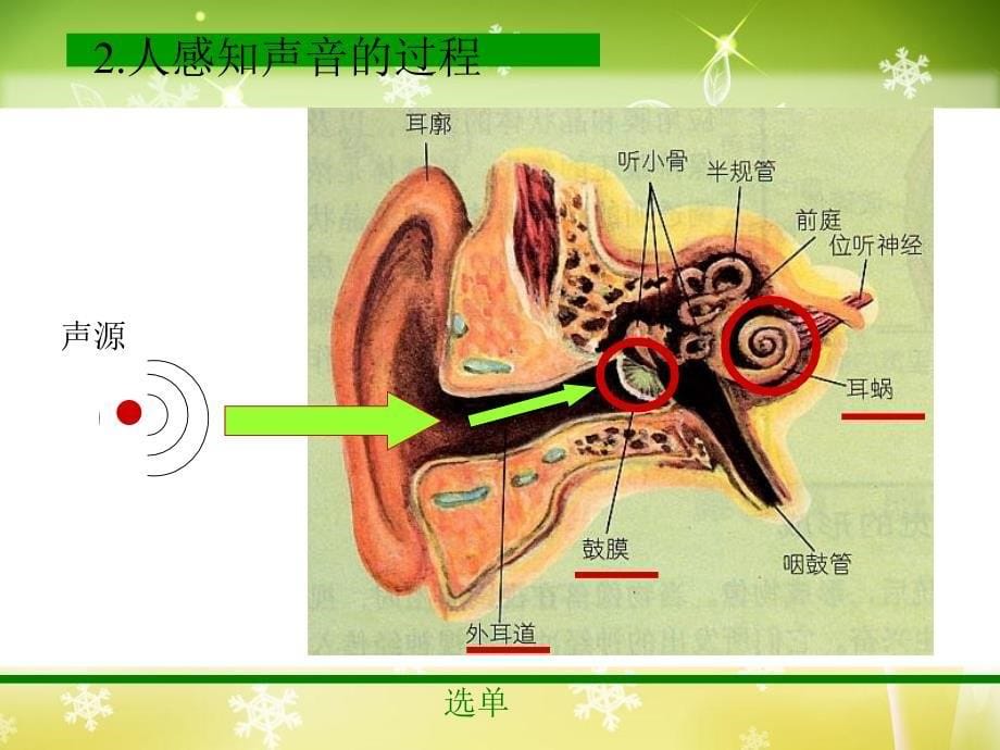 (教科版)四年级科学上册_我们是怎样听到声音的_第5页