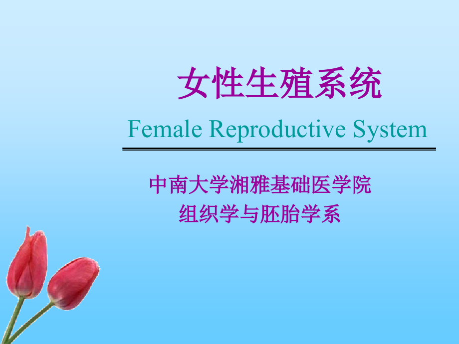 女性生殖系统(医学院教材)课件_第1页