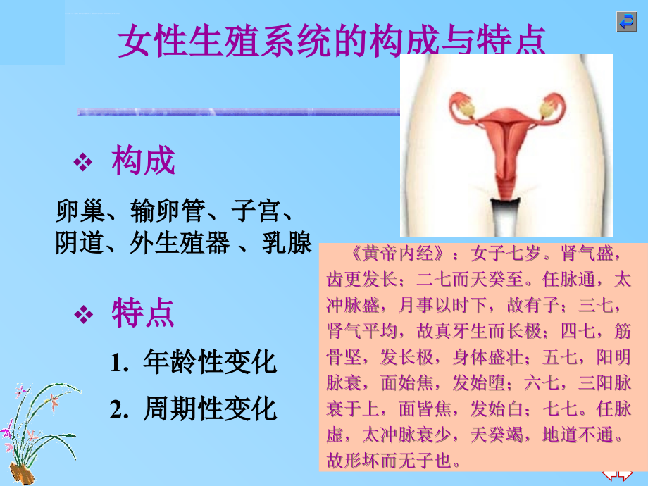 女性生殖系统(医学院教材)课件_第2页