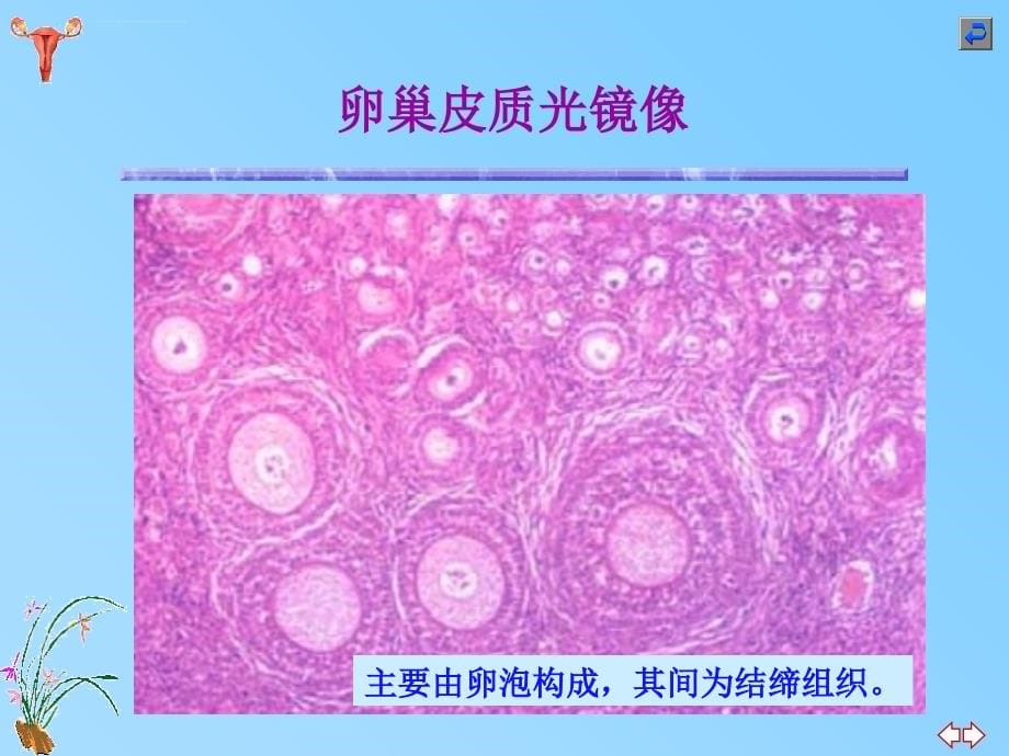 女性生殖系统(医学院教材)课件_第5页