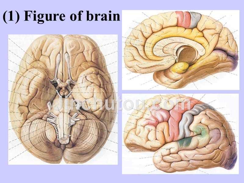 颅脑横断层解剖学课件_第3页