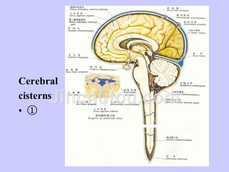 颅脑横断层解剖学课件_第5页
