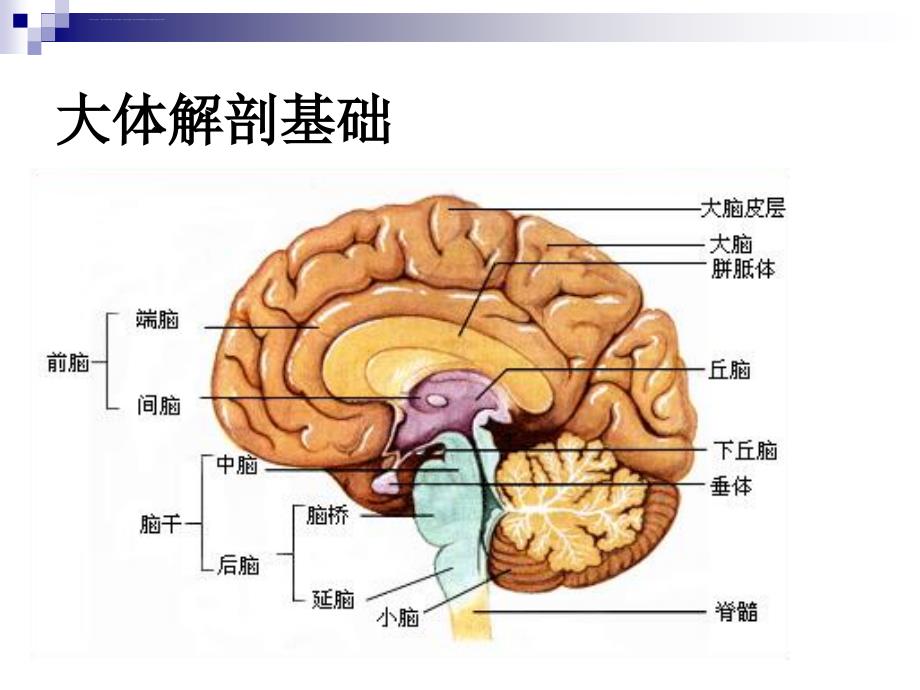 神经第一节-解剖与基本病变课件_第3页