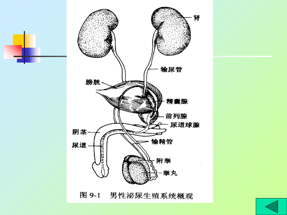 本科护理专业生理学幻灯片-8尿生成_第4页