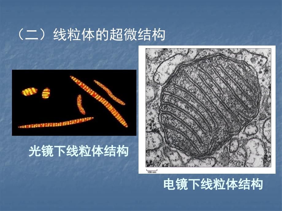 生物学网-能量转换的细胞器-线粒体_第4页