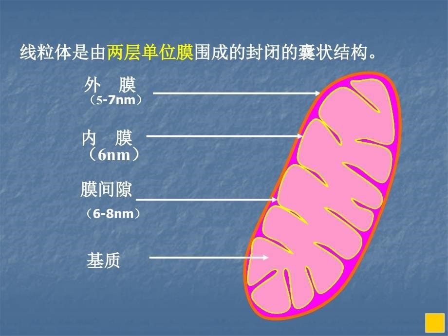 生物学网-能量转换的细胞器-线粒体_第5页