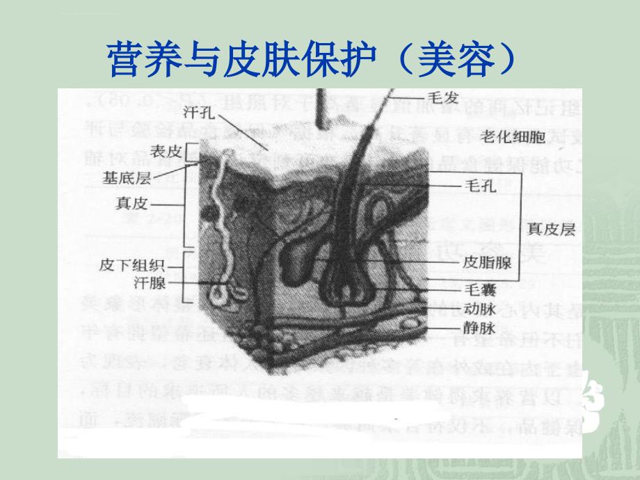 营养与皮肤的关系课件_第3页