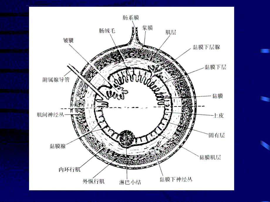 组织胚胎学课件21消化腺（护理）_第2页