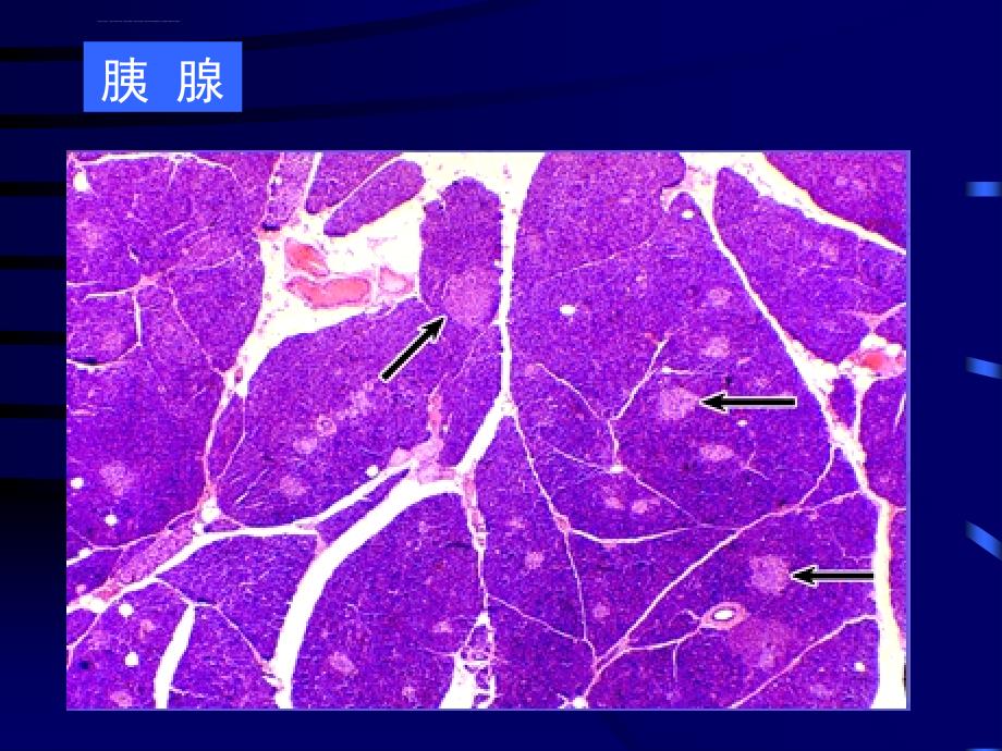 组织胚胎学课件21消化腺（护理）_第4页