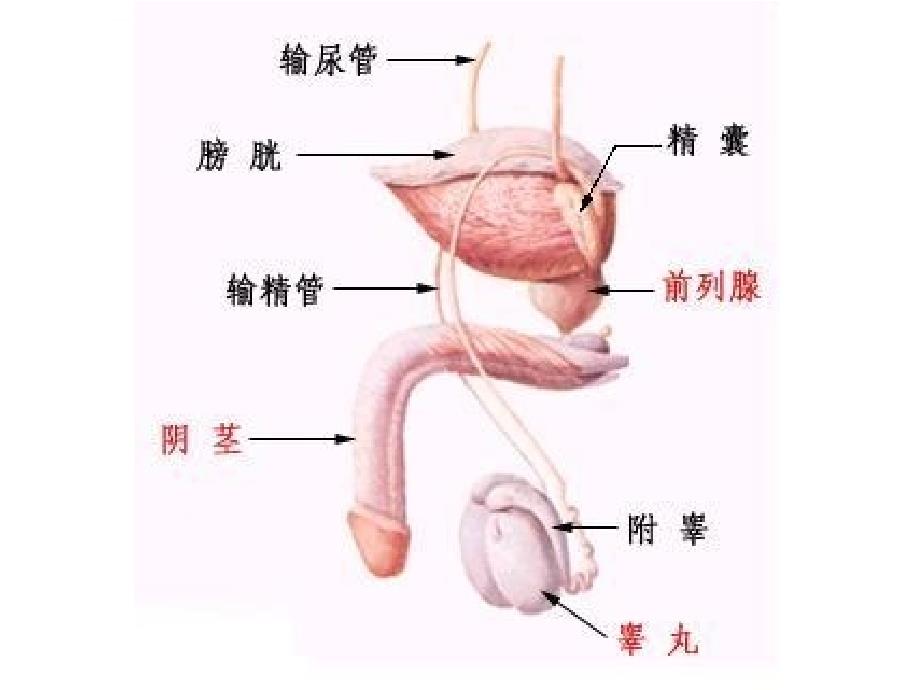 包皮环切不可随意课件_第3页