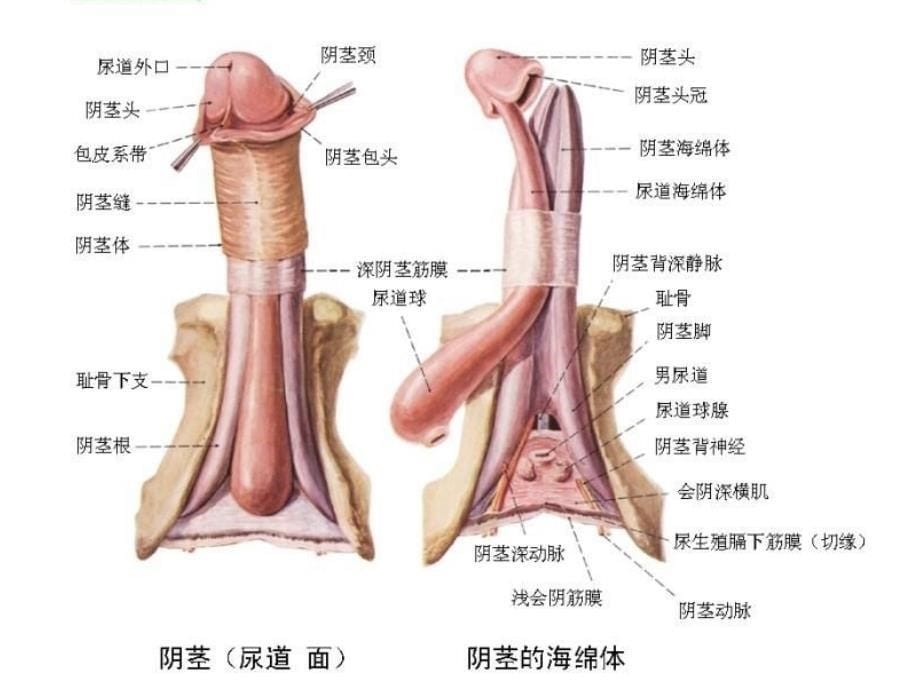 包皮环切不可随意课件_第5页