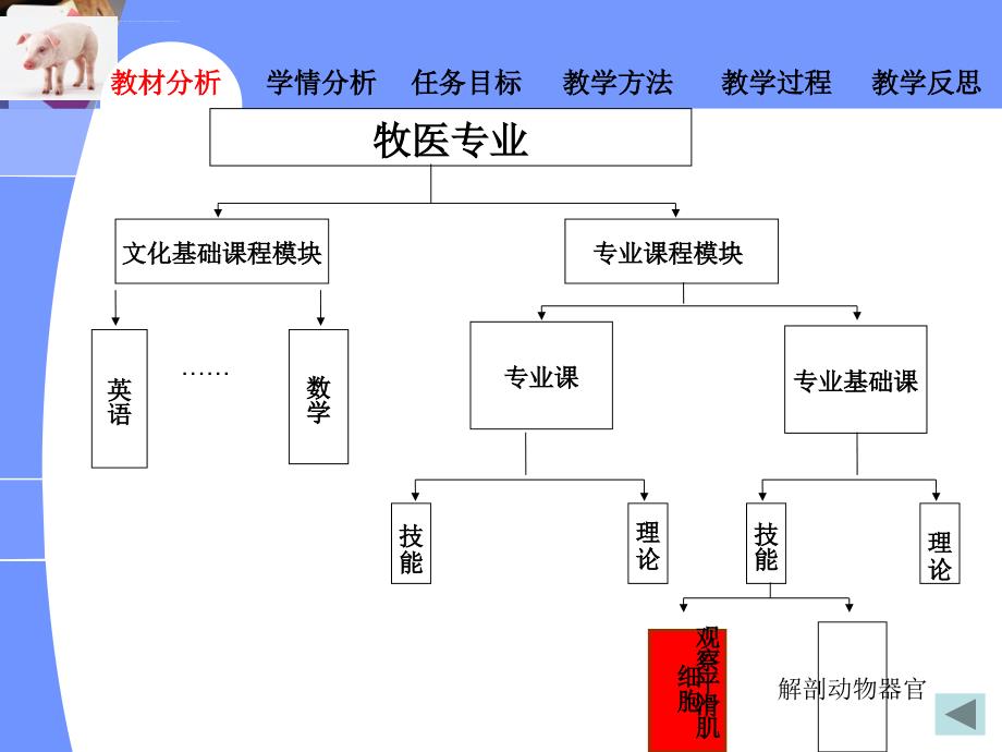 观察猪小肠平滑肌细胞_第4页