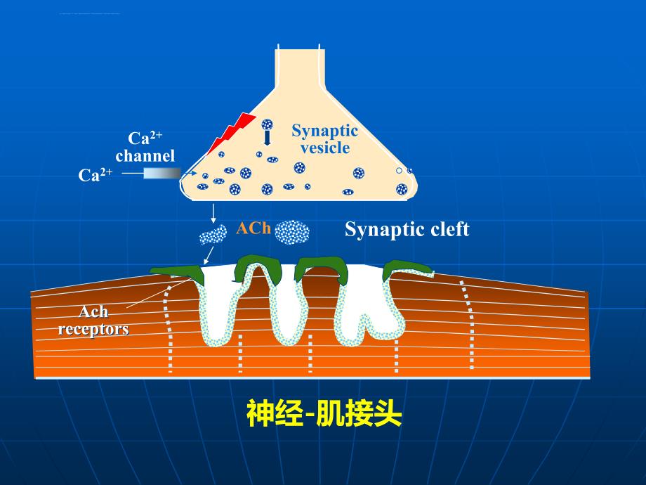 神经系统免疫性疾病及检验（免疫学）课件_第4页