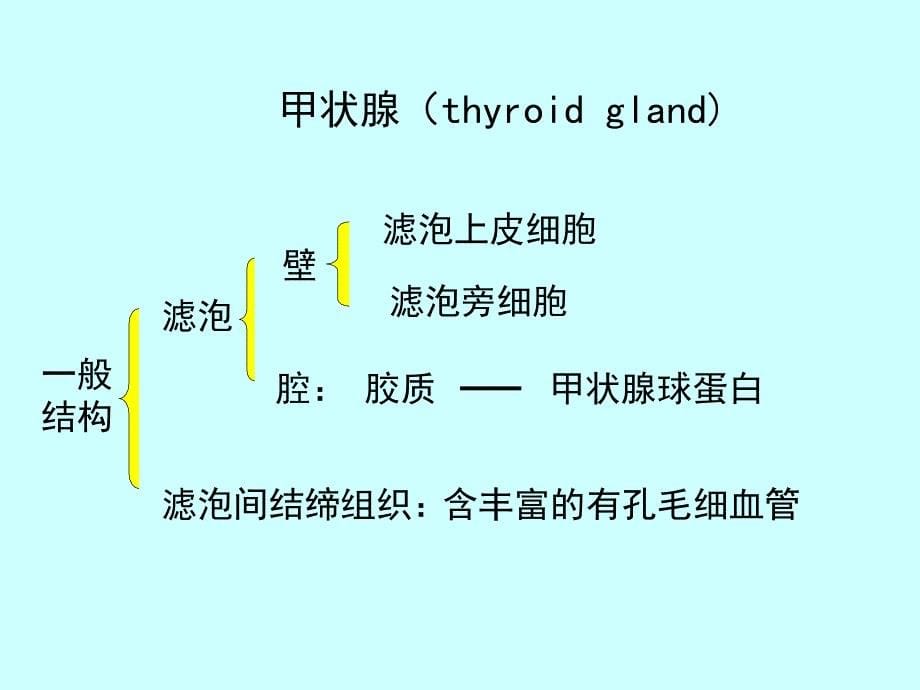 组织胚胎学课件-10-内分泌系统_第5页