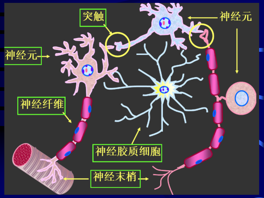 组织学与胚胎学幻灯片-神经组织_第2页