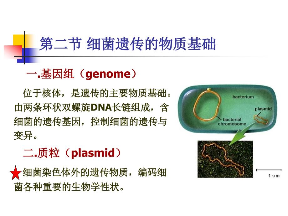 兽医微生物-细菌的遗传变异_第4页