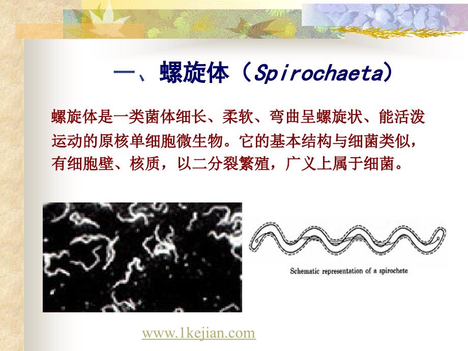 兽医微生物-螺旋体、霉形体、立克次体、衣原体_第1页