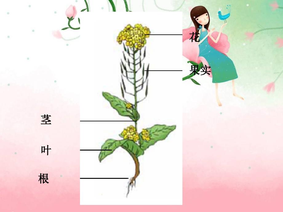 油菜花开了 （教科版）四年级科学下册_第4页