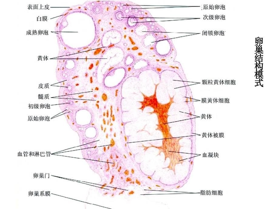 女性生殖系统_5课件_第5页