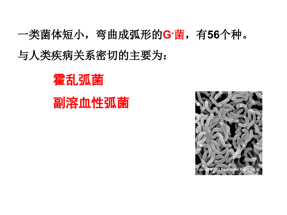 霍乱弧菌与副溶血性弧菌课件_第2页