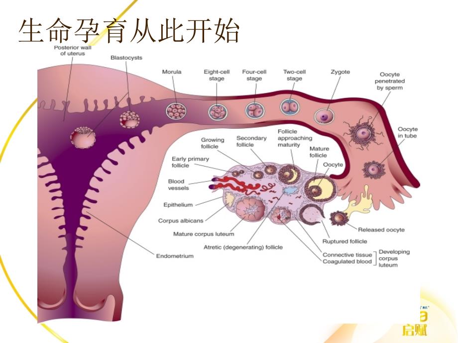 惠氏孕期监测与分娩课件_第3页