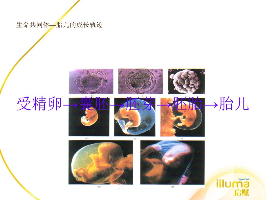 惠氏孕期监测与分娩课件_第4页