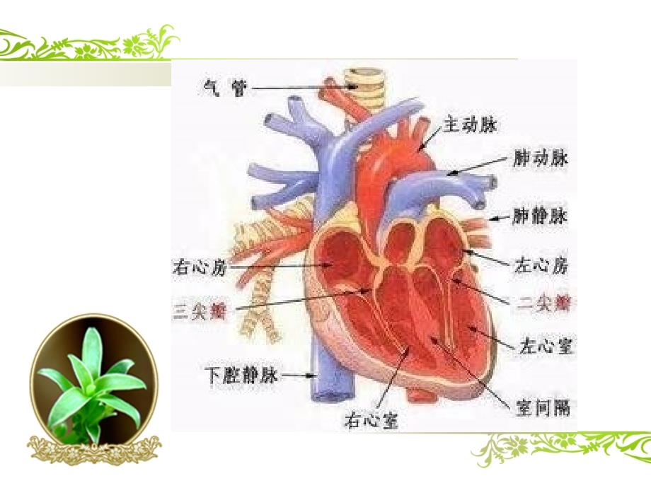 心血管系统评估-课件_第4页