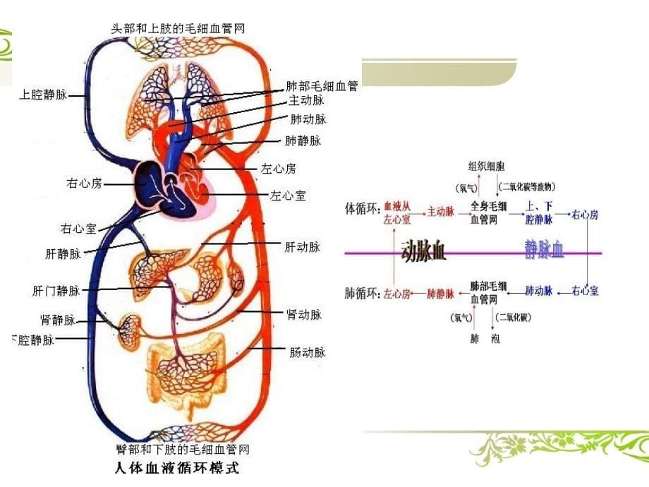 心血管系统评估-课件_第5页