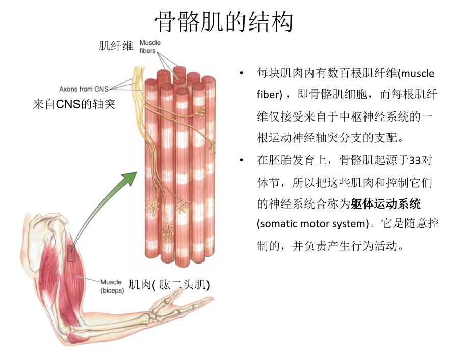 神经系统对运动的调节-神经生物学_第4页