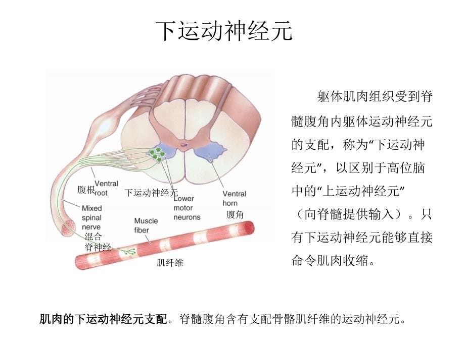 神经系统对运动的调节-神经生物学_第5页