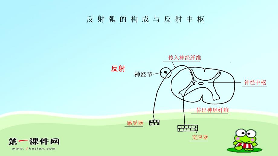 第2、3节反射活动的基本原理人脑的高级功能_第3页