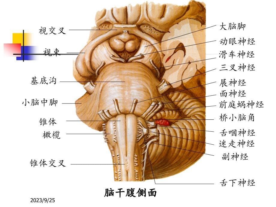 脑干解剖及综合征_第5页