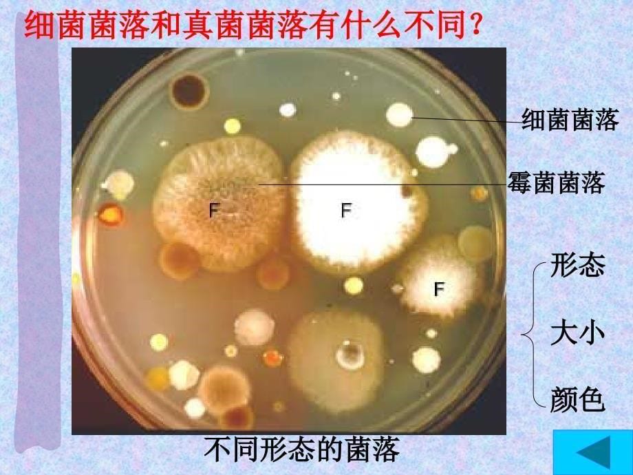 细菌和真菌的分布幻灯片课件_第5页