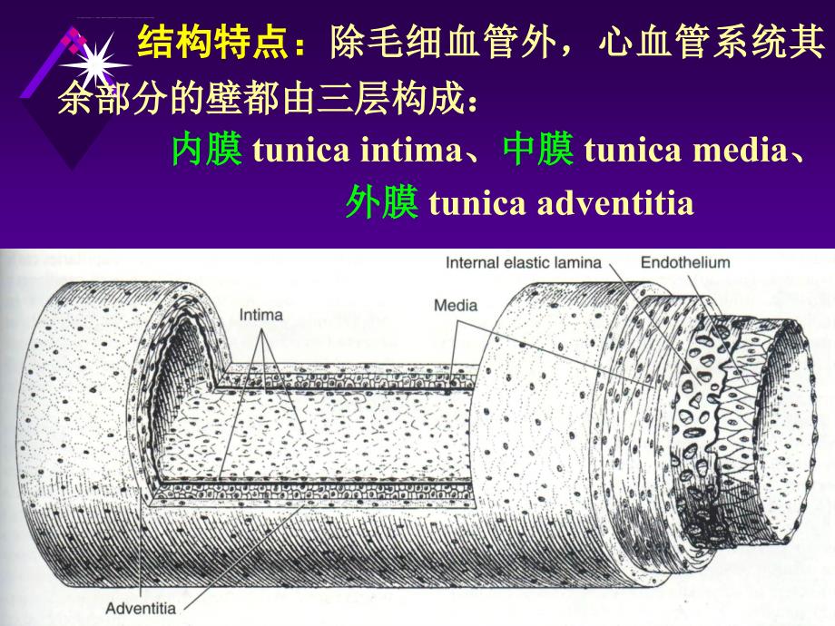 四川大学组胚幻灯片-10.循环系统_第4页